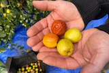 A grower holding up jujube fruit in his hand.