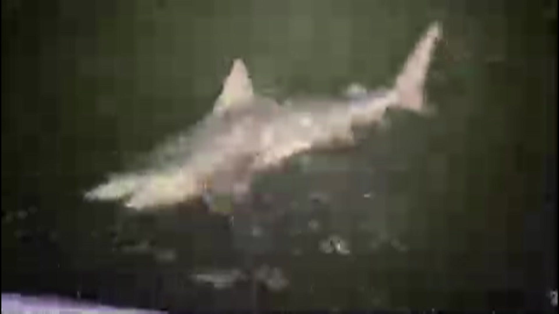 shark