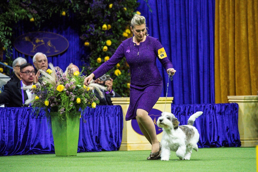 A woman in purple walking a small white and grey dog
