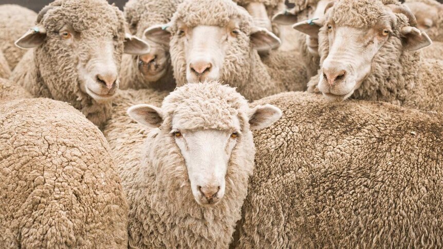 Sheep standing in a flock.