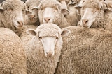 Sheep standing in a flock