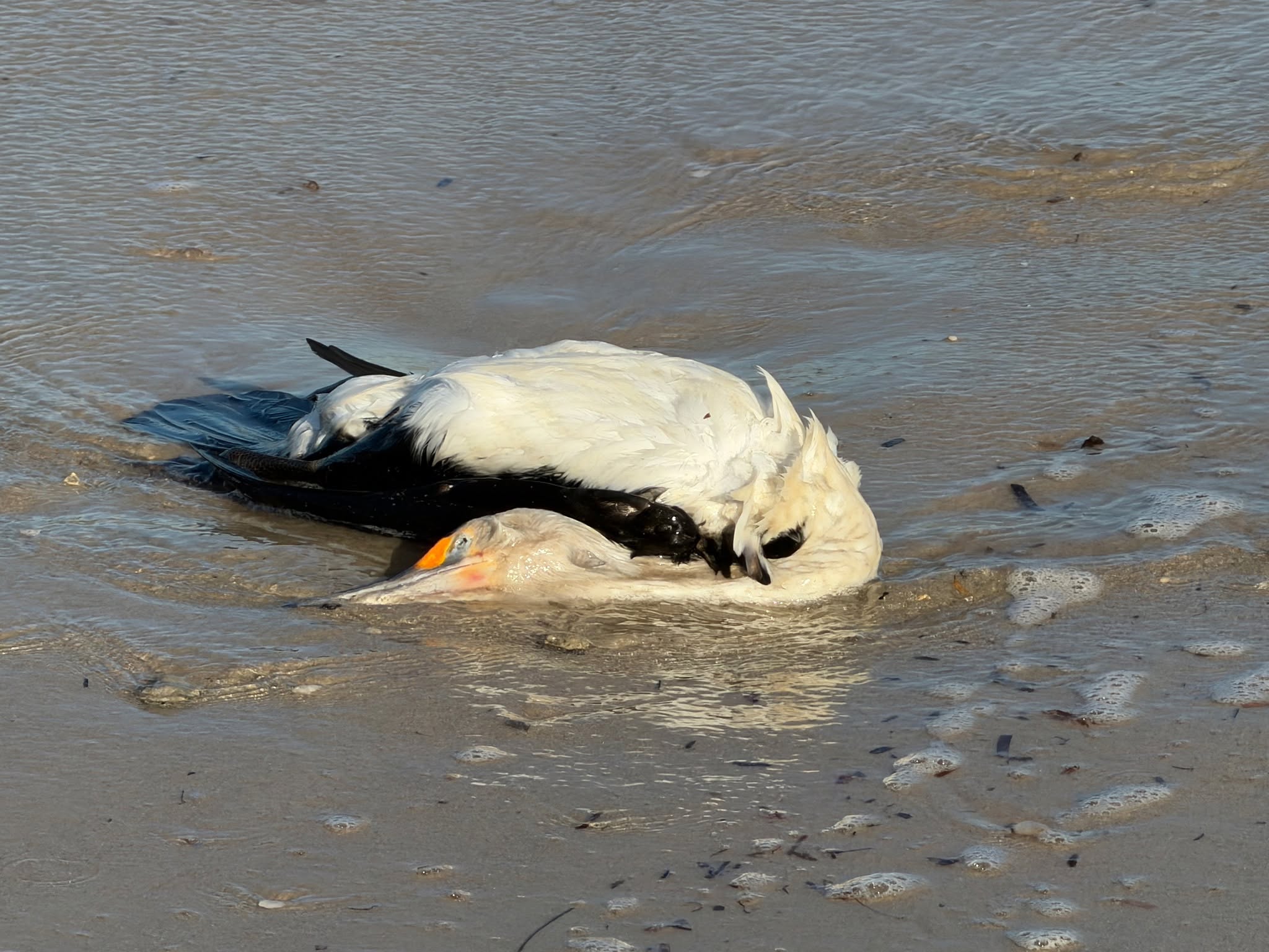 Citizen scientists say hotline told them to collect dead bird against government advice