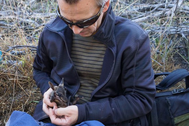 Dr Craig Pentland checking a joey in WA's Mid West