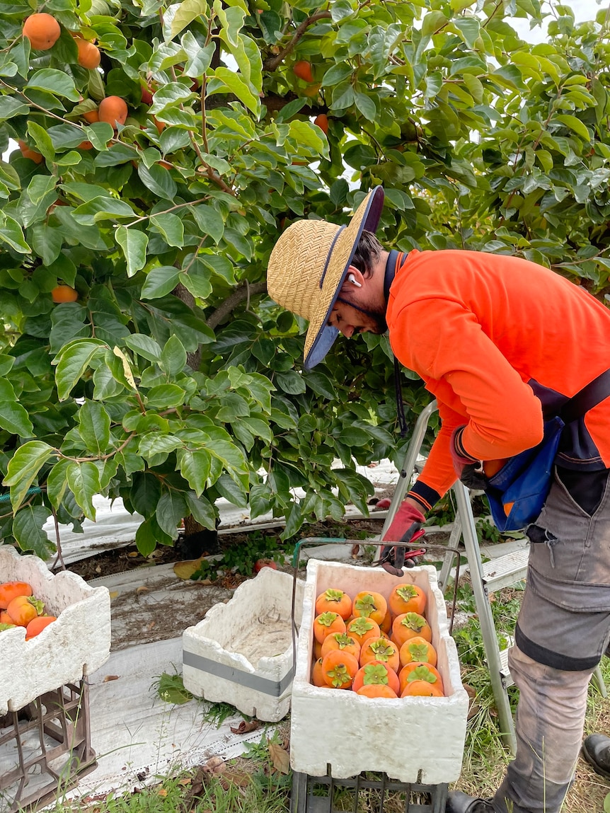 Image of a man harvesting persimmon.
