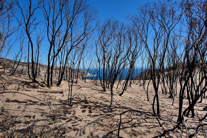 A group of burnt trees on the edge of a sandy cliff with the ocean in the background