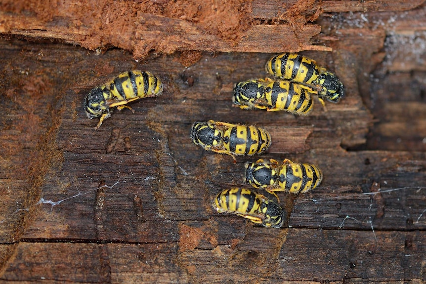 European wasp grubs