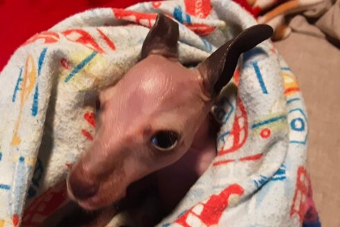 An injured joey wrapped in a blanket.