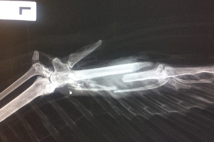 X-ray of shot white-bellied sea eagle in Tasmania