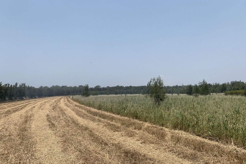 A landscape shot of a cleared patch of long grass on a rural property.