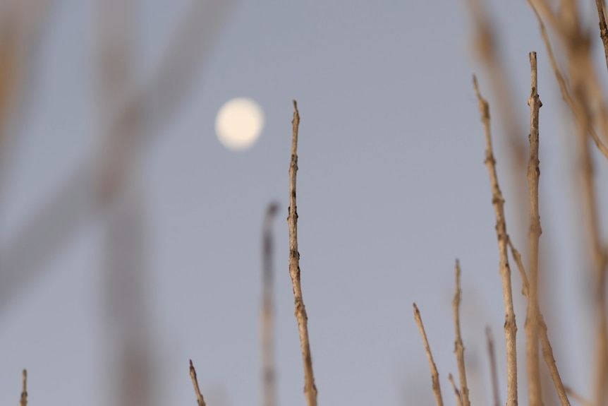 stalks of a macadamia tree with the moon appearing behind