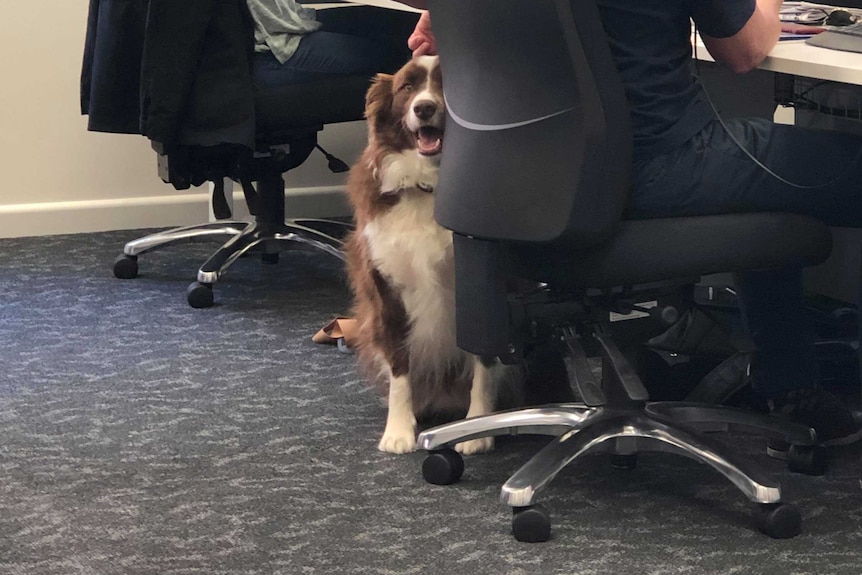 Milo sits on the carpet getting a pat from a man wearing headphones and sitting at a desk.
