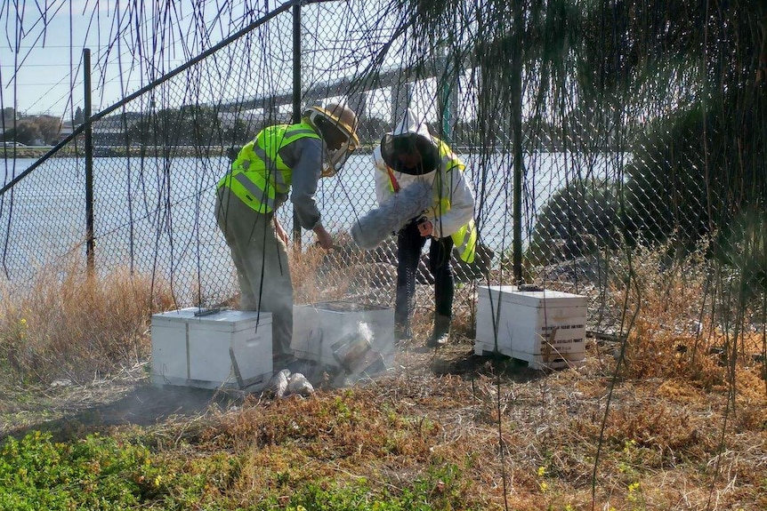 Two people in high vis vests standing over a sentinel hive, with one holding a large microphone, in Melbourne.