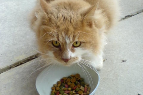 A cat eats dry food from a bowl.