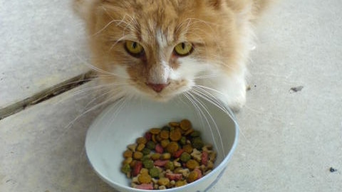 A cat eats dry food from a bowl.