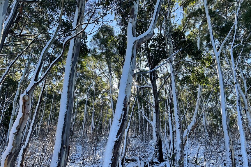 Snow on gum trees in Ridgeway Tasmania