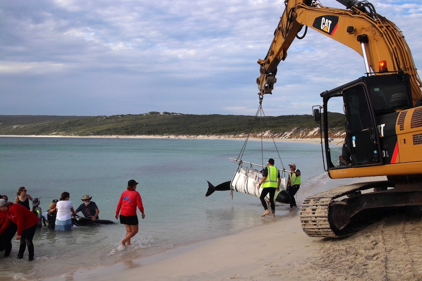 A stranded pilot whale is lifted back into the water on a beach by rescuers using heavy machinery, with other whales nearby.