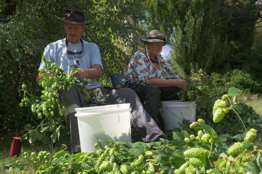 A man and a woman wearing hats and sitting in camping chairs as they pick hops from vines on a sunny day.