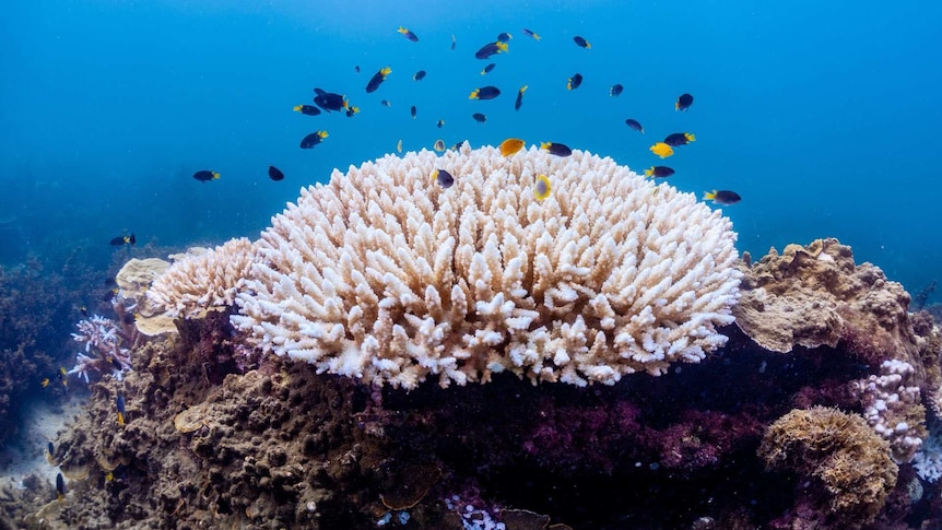 White coral with fish swimming above.