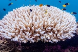 White coral with fish swimming above.