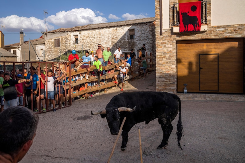 Un toro es detenido por una multitud de juerguistas durante el festival del encierro.  Los palos lo señalan. 
