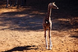 The giraffe calf standing by itself in the enclosure it shares with its mother.