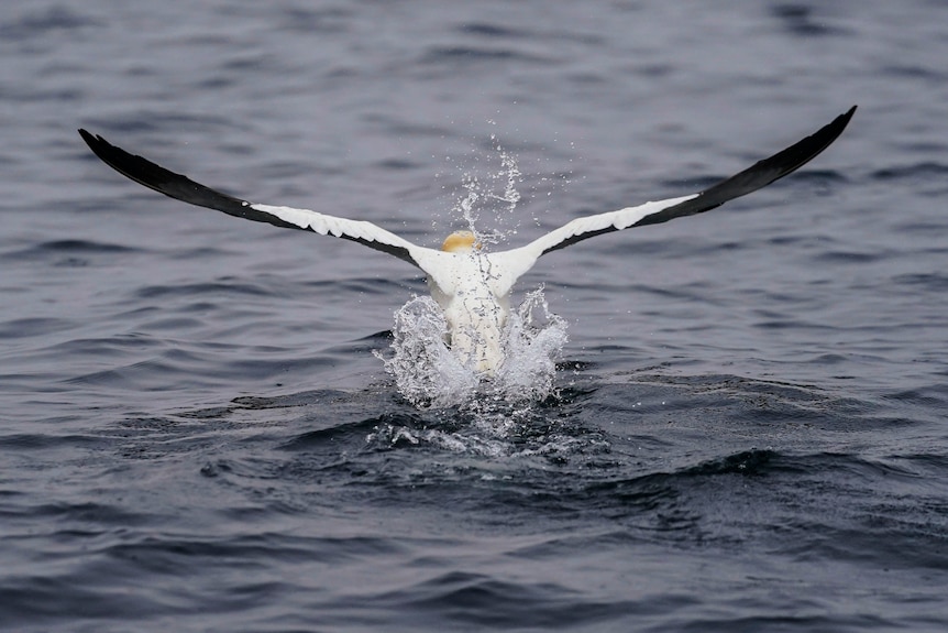 gannet pushes off from the water