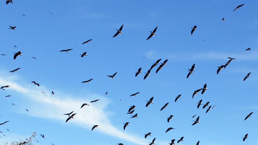 Some of the hundreds of thousands of birds that have flocked to the wetlands take to the air