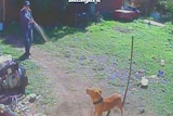 CCTV image of a police officer spraying a dog with pepper spray.
