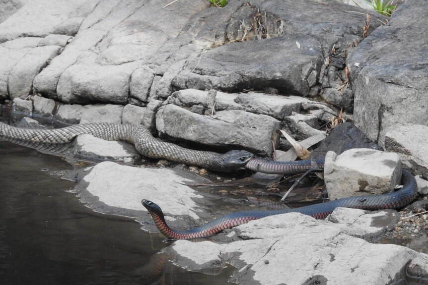 A spotted brown snake grabs a red-bellied black snake by the tail.