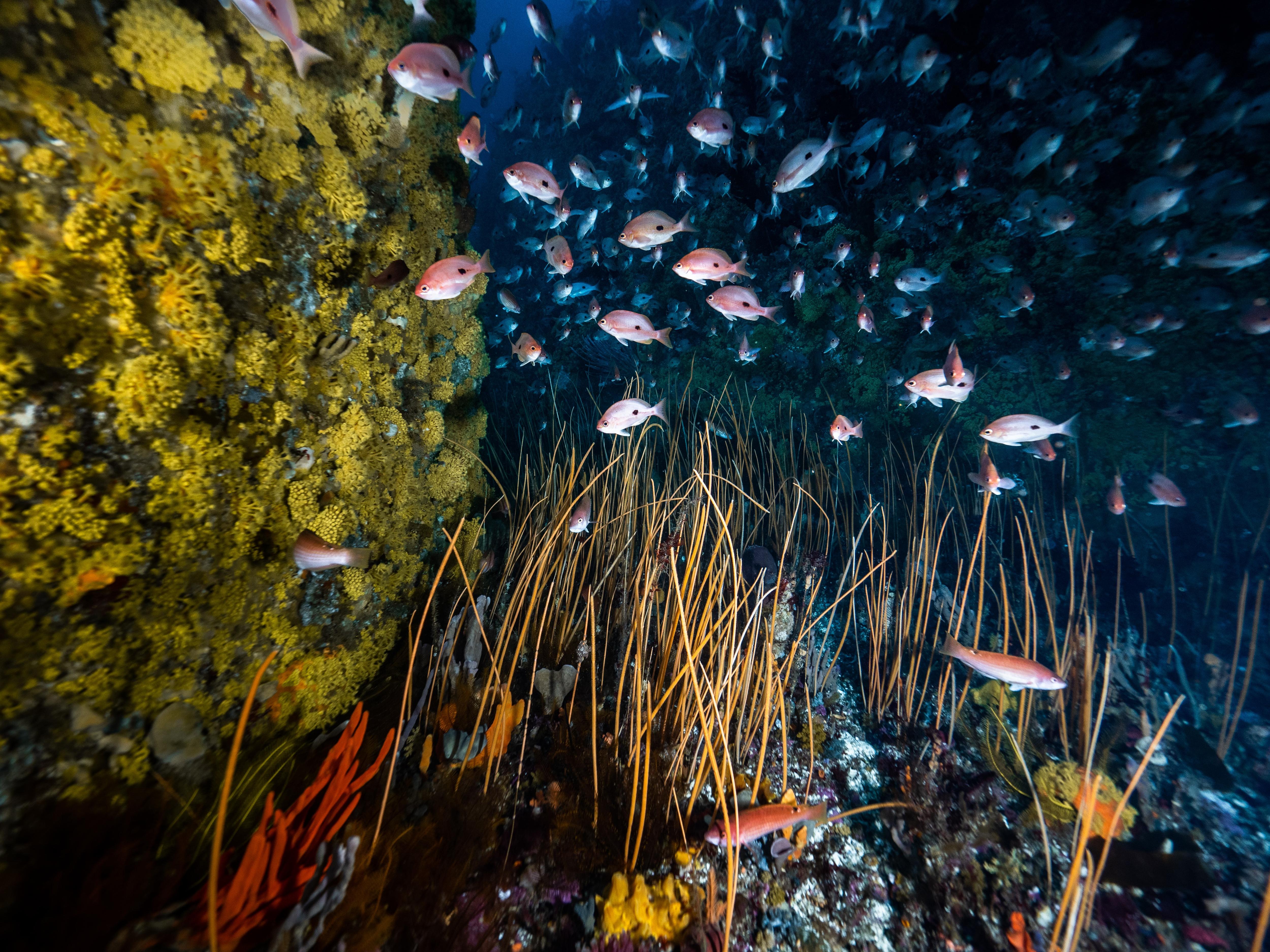 a colourful underwater reef
