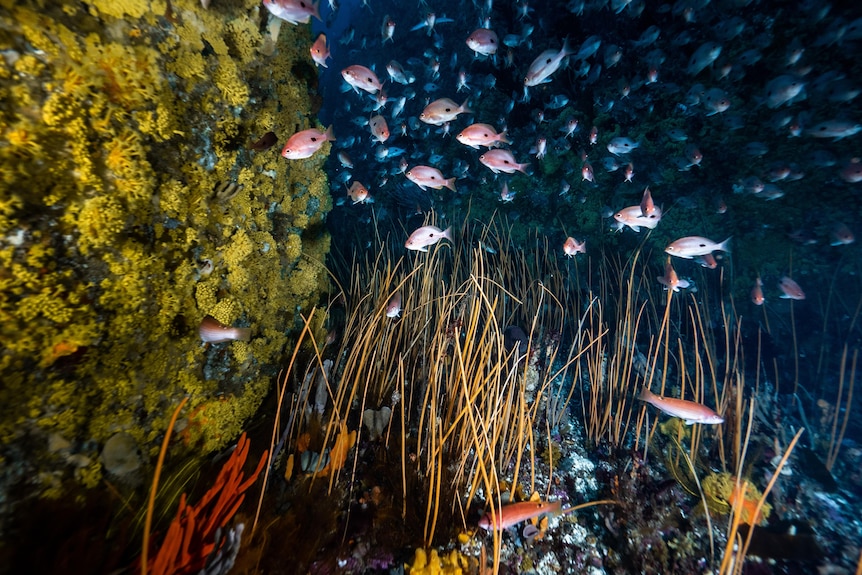 a colourful underwater reef
