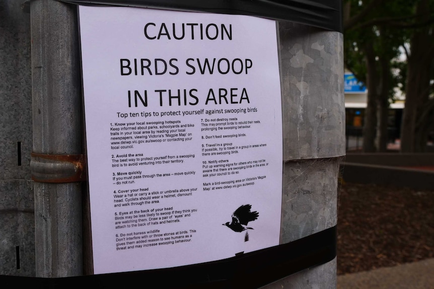 A sign warning people of the danger of swooping birds.