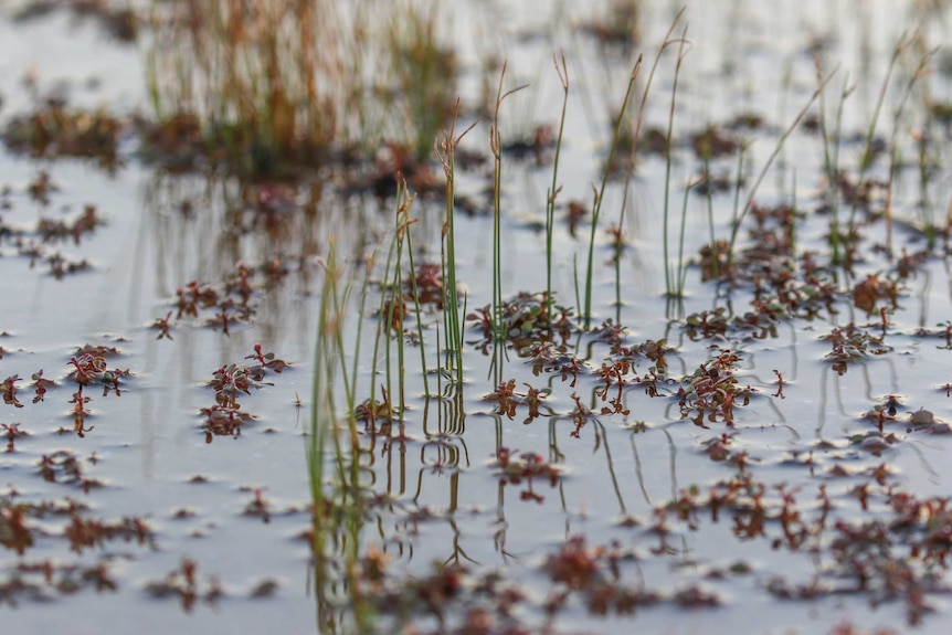 Reflections on a Great Artesian Basin spring