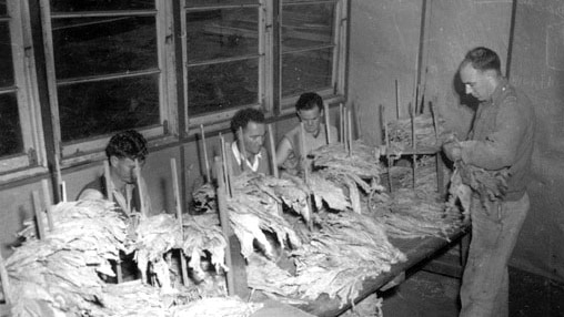 Black and white photo of tobacco grading at Manjimup, 1952.