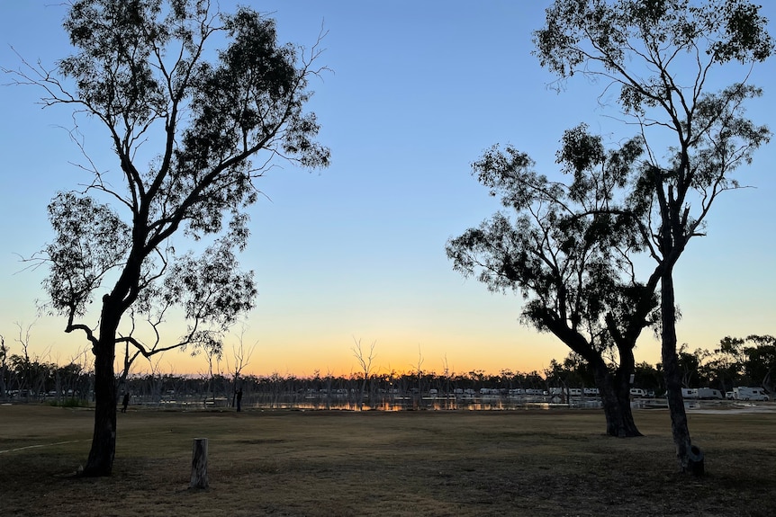 Dawn breaks over Lara with golden and blue sky over wetlands in the background, silhouettes of two gumtrees in foregrou