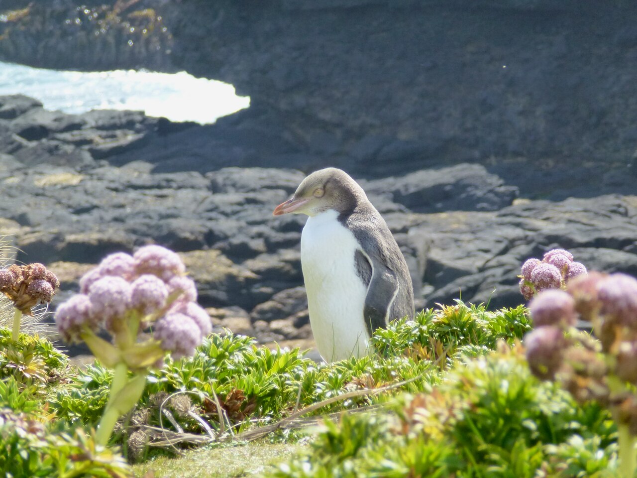 A penguin stands amongs some shrubbery