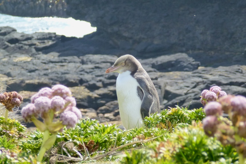 Un pingouin se dresse parmi des arbustes