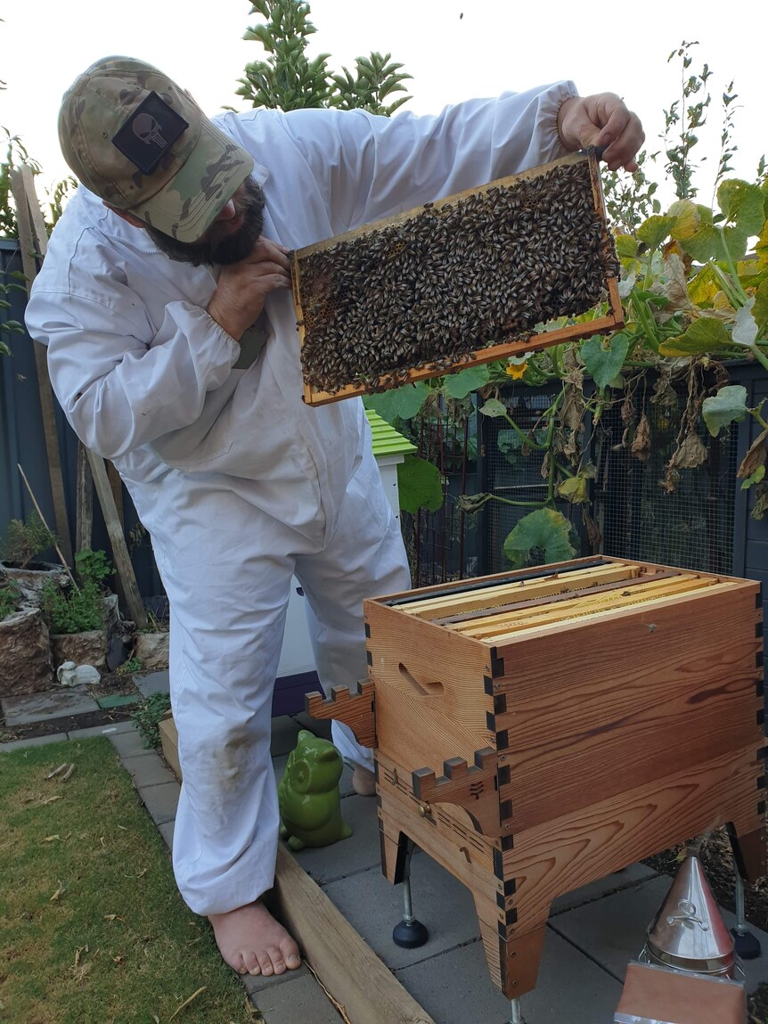A man wearing a beesuit tends to a hive.