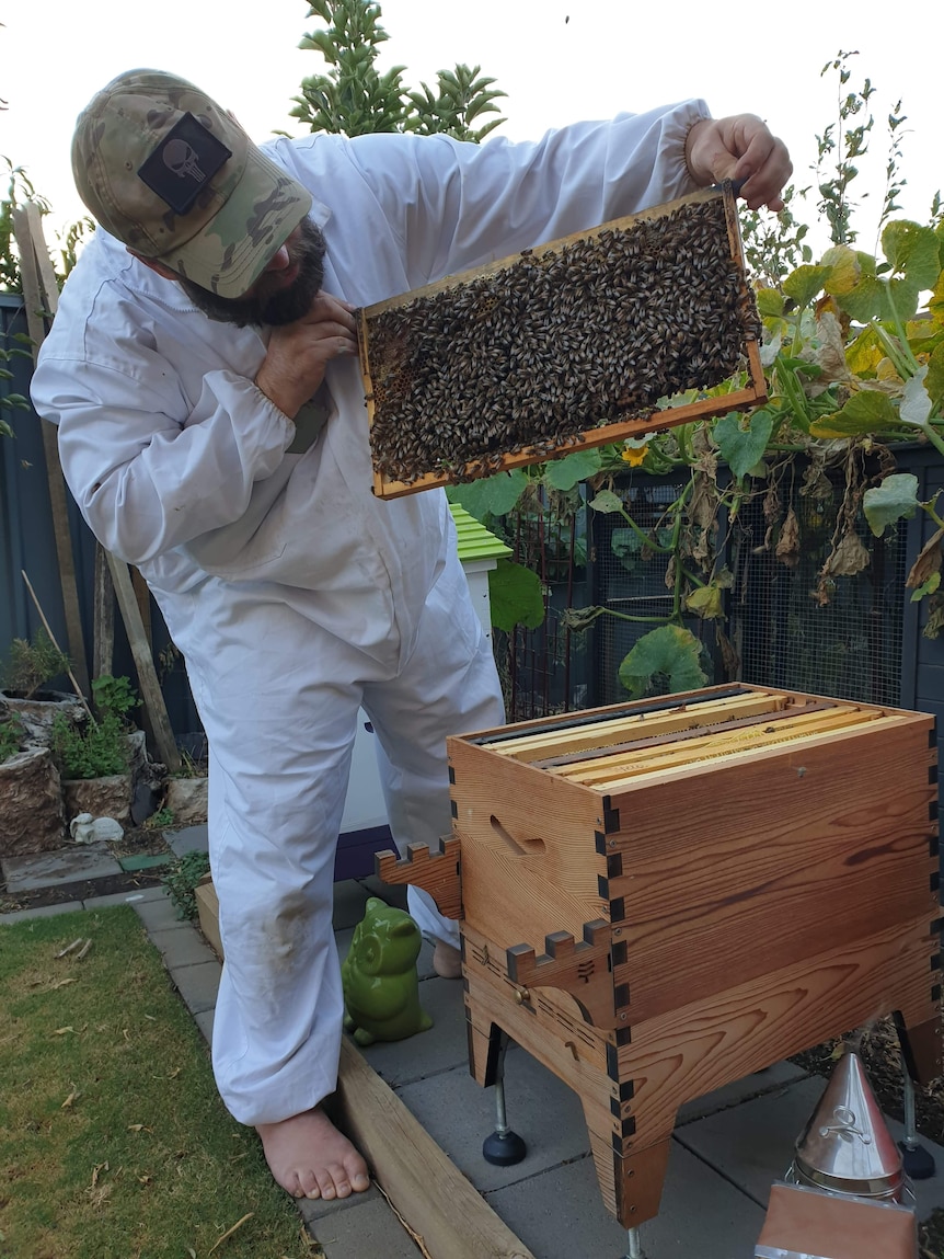 A man wearing a beesuit tends to a hive.