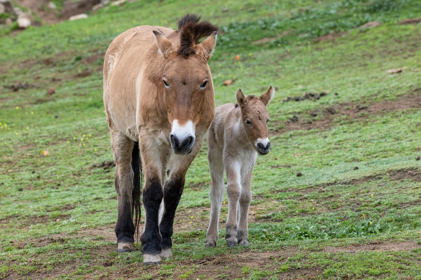 A horse foal walks next to his mother on a grassy hillside. 