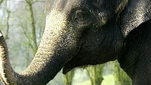 Animal activists say elephant breeding programs in zoos are unlikely to produce worthwhile results. (File photo)