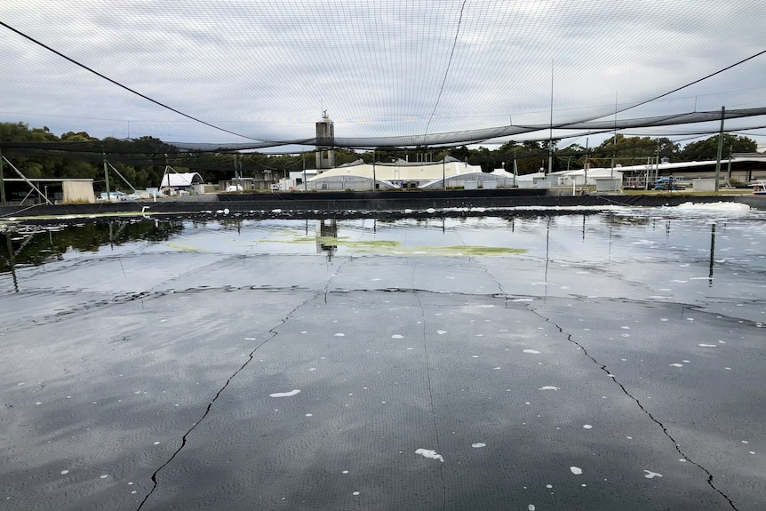 A big pond covered with netting and research buildings in the distance.