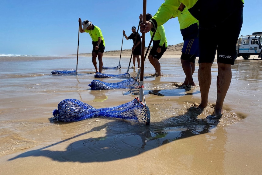 Men with hi-vis outfits on use nets to pull shells from a beach