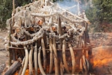 Jewellery and ivory being burnt in Ethiopia