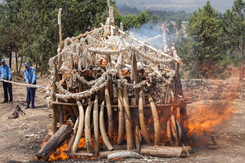 Jewellery and ivory being burnt in Ethiopia