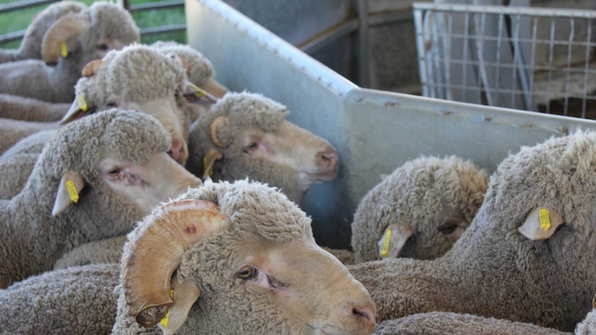 Several woolly lambs in a pen