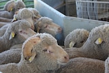 Several woolly lambs in a pen