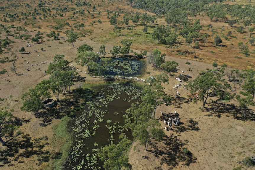 Drone image over Wambiana station with cattle roaming around a dam