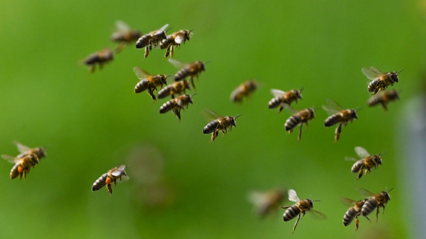 A group of bees is seen flying