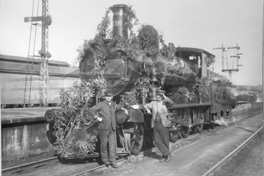 An old black and white photo of a steam train locomotive decorated with wattle flowers